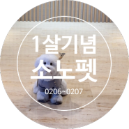 [소노펫/애견동반여행] 꼬똥드툴레아 구름이 1살 생일 기념 소노펫방문기