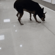 동물병원 24시 강아지 절뚝 응암동에서 x-ray검사
