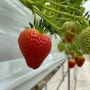 캠핑장 갔다 찾은 아주 맛있는 부여 딸기 농장