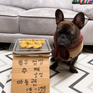 뿌꾸네점빵 프렌치불독 수제간식 만들기 (feat. 마들렌 닭고기타르트)