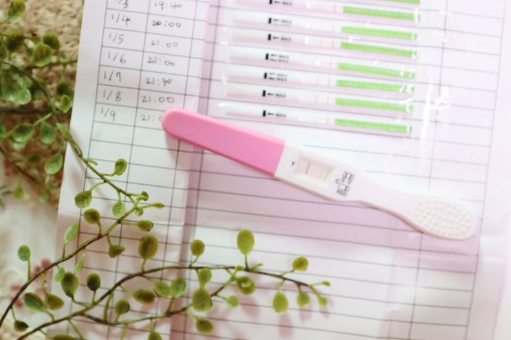배란일계산기, 배란기 증상 배란통, 가임기 임신확률은? : 네이버 블로그