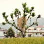 종교의식 처럼 보이는 힌두교성지 리시케시 의 나무위 건초더미 [인도 농촌풍경]