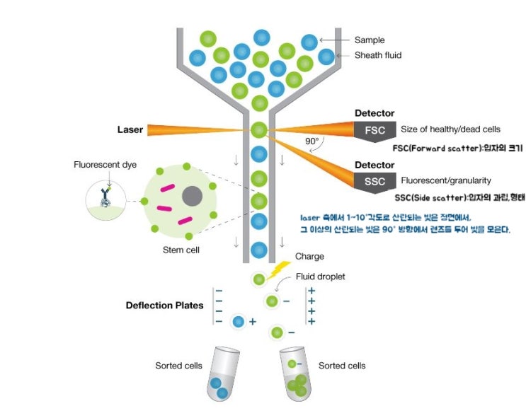 유세포분석(Flow cytometry, FCM) : 네이버 블로그