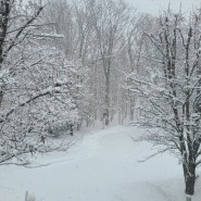 뉴저지에 눈이 펑펑 왔어요.