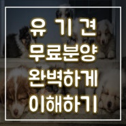 유기견 무료 분양/입양 완벽 이해하기 2탄 (feat. 포인핸드)