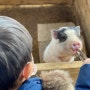 일산아이와가볼만한곳 찬우물동물원에서 동물먹이주기체험