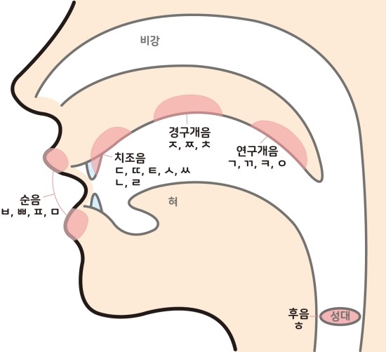 자음모음체계와 구강구조 이해하기4 : 경구개음 - 잠실 송파 무대광풍 연기학원 : 네이버 블로그