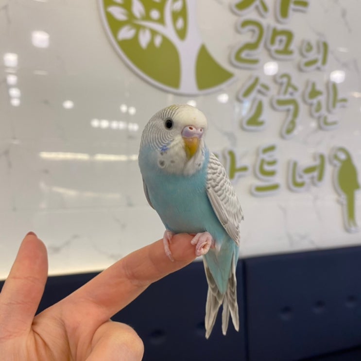 🕊앵무새키우기/앵무새분양🕊 사랑앵무 분양해요 👋 : 네이버 블로그