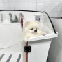 광명 중대형견도 가능한 강아지 셀프목욕방 '굿모닝펫'