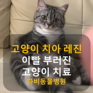 고양이 치아 레진