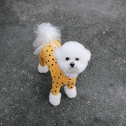 리틀콜린 도트 올인원 :: 편하고 예쁜 강아지옷 추천
