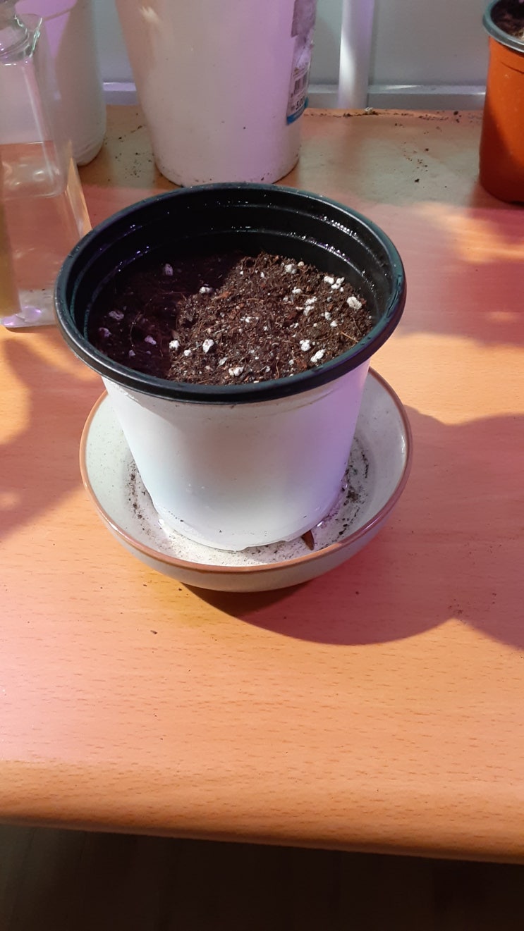리톱스 파종했어요!~^-^ '리톱스 키우기' : 네이버 블로그