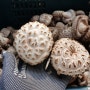 참나무 원목표고버섯 품질이 가장 좋을 시기 지리산천령표고농원 봄 생표고버섯 수확중입니다