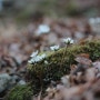 수리산 변산바람꽃 개화