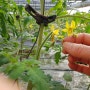 유기농토마토 꽃 솎아주기 키우는 법~~