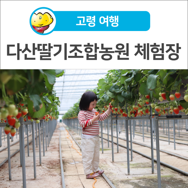 [고령 가볼만 한 곳] 다산딸기조합농원 체험장