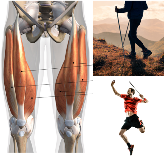 스쿼트 후 무릎통증 - 슬개대퇴증후군/슬개골연골연화증 치료[천안.아산. 달천한의원] : 네이버 블로그