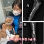 푸들 쭈 골절수술 후기 및 재활(강아지 수술비용,관리)