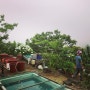 지오의 물생활 나무카페 뒷동산 볼래와 블루베리, 용이의 첫 바리깡, 선래왓 제비 날다