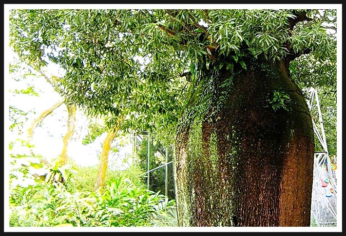 어린왕자와 바오밥나무 (Baobab tree) : 네이버 블로그