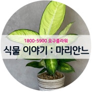 [오구플라워 1800-5900] 식물 이야기 : 마리안느
