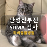 신장 기능 부전 검사(SDMA)