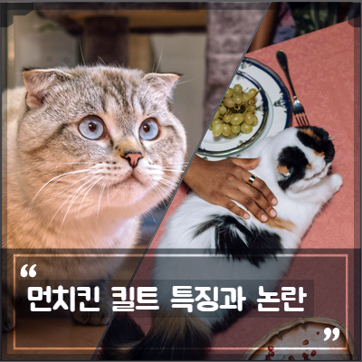 먼치킨킬트, 스코티쉬폴드와 먼치킨 고양이 믹스 품종의 특징 및 유전병 논란이유 : 네이버 블로그