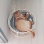 [고양이용품] 위드캣 고양이 해먹 침대 리뷰