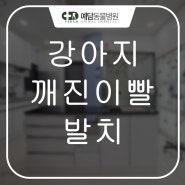 강아지 깨진이빨 발치 전문동물병원 = 예담동물병원 (대전동물병원/유성동물병원)