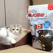 [고양이모래 리뷰] 벤토나이트모래, 마뮤는 캐나다모래를 좋아해!