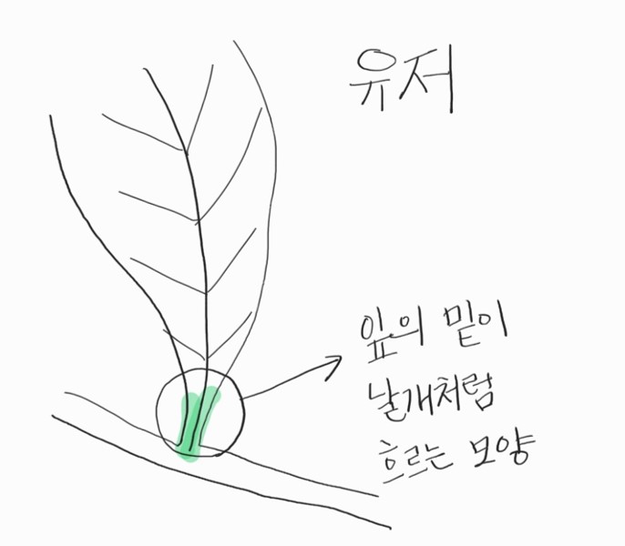 잎의 엽저 - 유저, 설저, 둔저, 왜저, 예저, 순저, 심장저, 원저, 관천저, 절저(평저), 이저, 극형, 순형 : 네이버 블로그