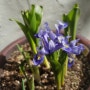 구근 아이리스 키우기 - 매년 꽃이 잘 피는 구근식물