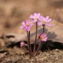 풍년화·노루귀·별꽃, 초봄 인천수목원에 상륙한 꽃들
