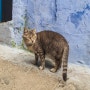 냥덕후들 주목! 여행 길에서 만난 고양이들 : 냥이들이 많아서 행복했던 나라 세 곳 #대만 #몰타 #모로코