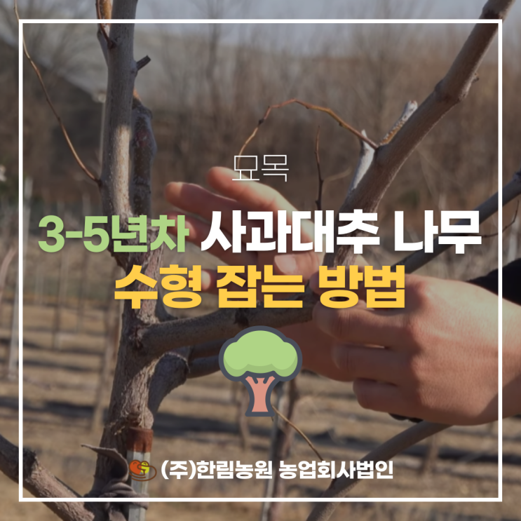 사과대추 3-5년차 나무 수형 잡는 방법 : 네이버 블로그