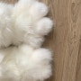 코스프레 소품 냥발 고양이 장갑 제작기 1(페그오 타마모 캣 코스튬