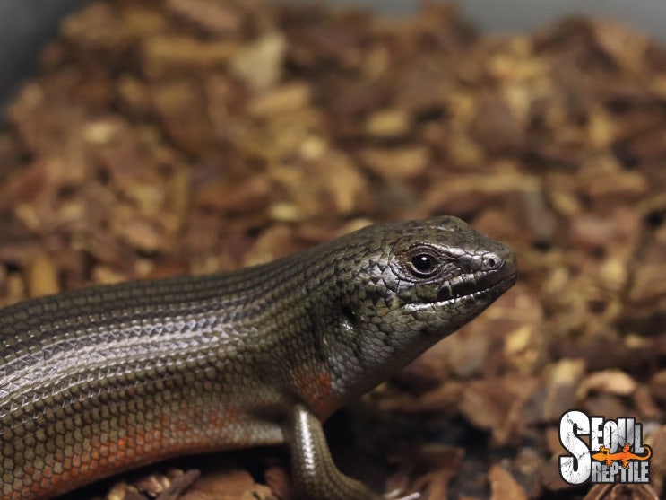 케년 제브라 스킨크, 수컷은 성장하면서 제브라 무늬가 점차 사라지고 중후한 발색을 보여줍니다. Kenyan Zebra Skink