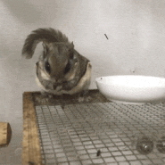 [하늘다람쥐 키우기] 똥과의 전쟁. 배변훈련하는 방법