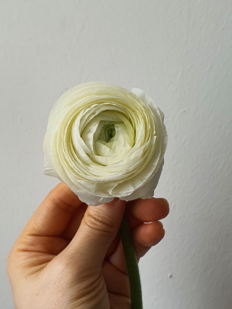 라넌큘러스 꽃말, 꽃 특징 : 네이버 블로그