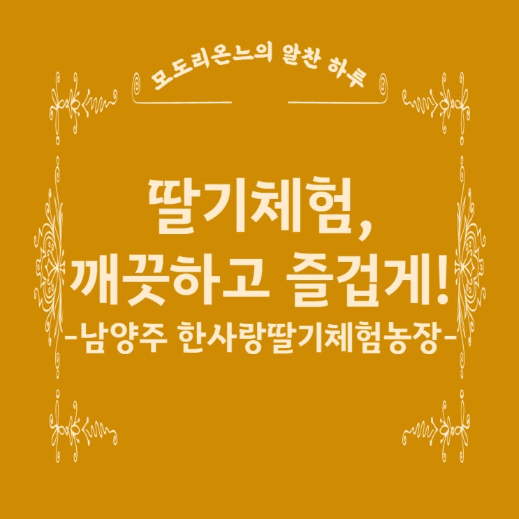 딸기체험, 깨끗하고 즐겁게! 남양주 한사랑딸기농장