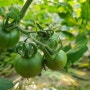 유기농 토마토 유기농 대추방울토마토 가 하루 가 다르게 크네요.