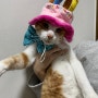 3월 8일 일상 고양이 생일파티
