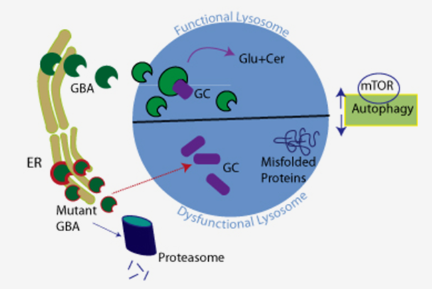 파킨슨병 연구를 위한 분석 키트 SensoLyte ® Glucocerebrosidase (GBA) Assay Kit : 네이버 블로그