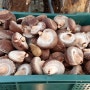 강원양양 친환경유기재배농장포유팜 원목표고버섯가격//표고버섯수확//직거래농산물,맛있는 표고버섯