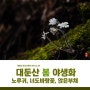 대둔산 봄 야생화 - 노루귀, 너도바람꽃, 앉은부채