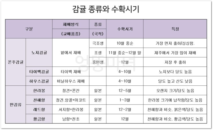 레드향 천혜향 한라봉 황금향 등 감귤 종류와 수확시기 : 네이버 블로그