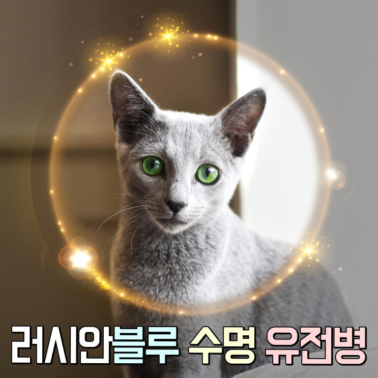 귀족 고양이 러시안블루의 수명 유전병 눈색깔의 모든것 : 네이버 블로그