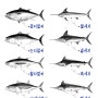 매일 하나씩 배우기 06 _ 참치에 대하여