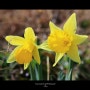 수선화 daffodil