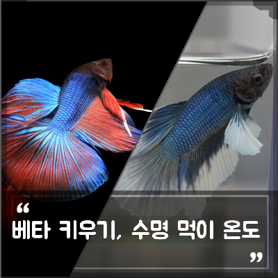 초보 열대어 베타 물고기 키우기, 하프문베타의 수명과 먹이, 합사는? : 네이버 블로그